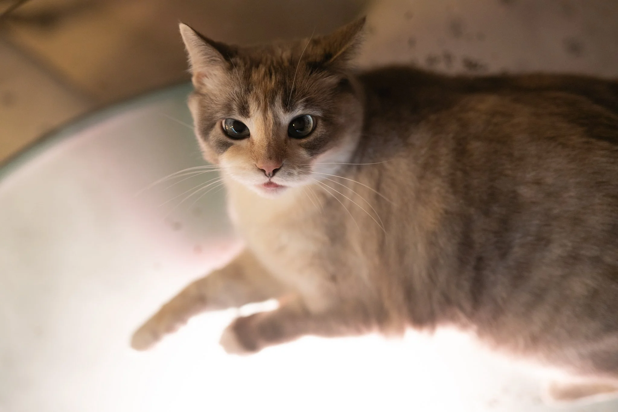 May 5th, 2021 - California - Sony A7RIV