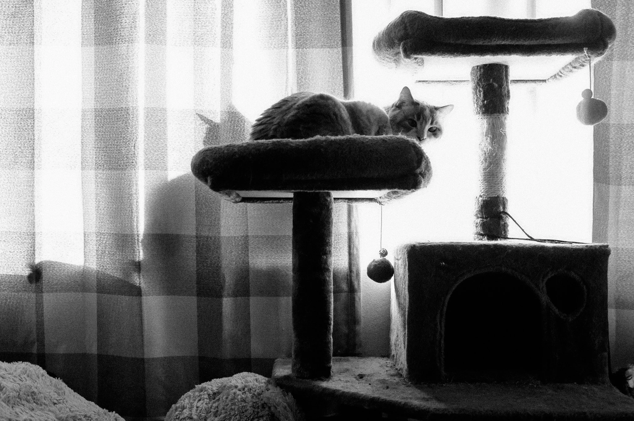 March 4th, 2023 - California - Fuji X100