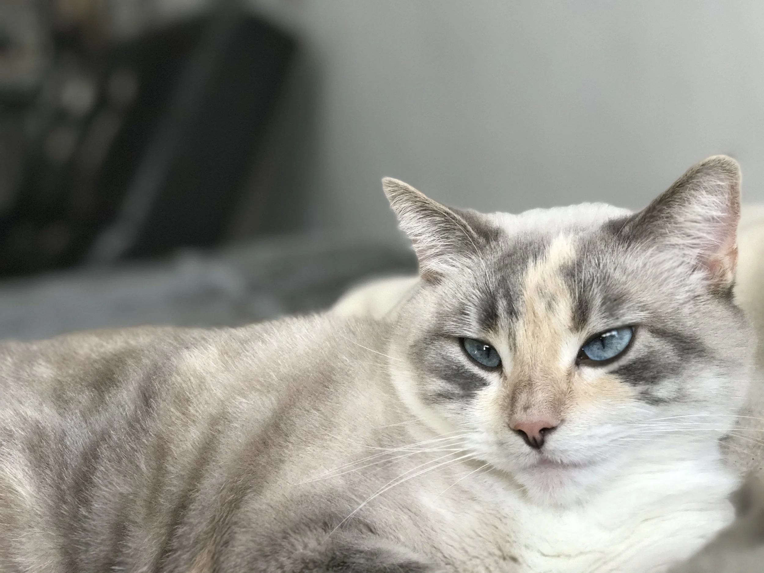 March 8th, 2017 - California - iPhone 7 Plus