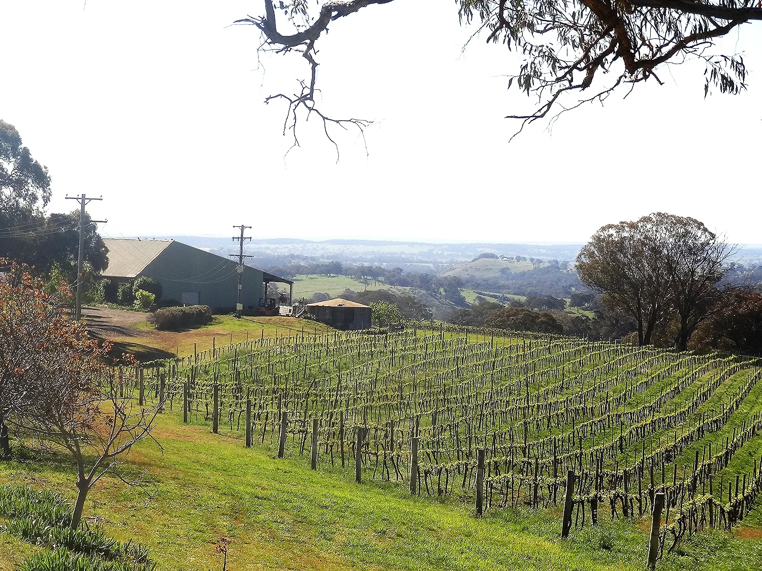   Cool Climate Wines  With Altitude      Our wines  