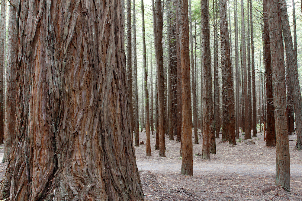 Winter Woods.png