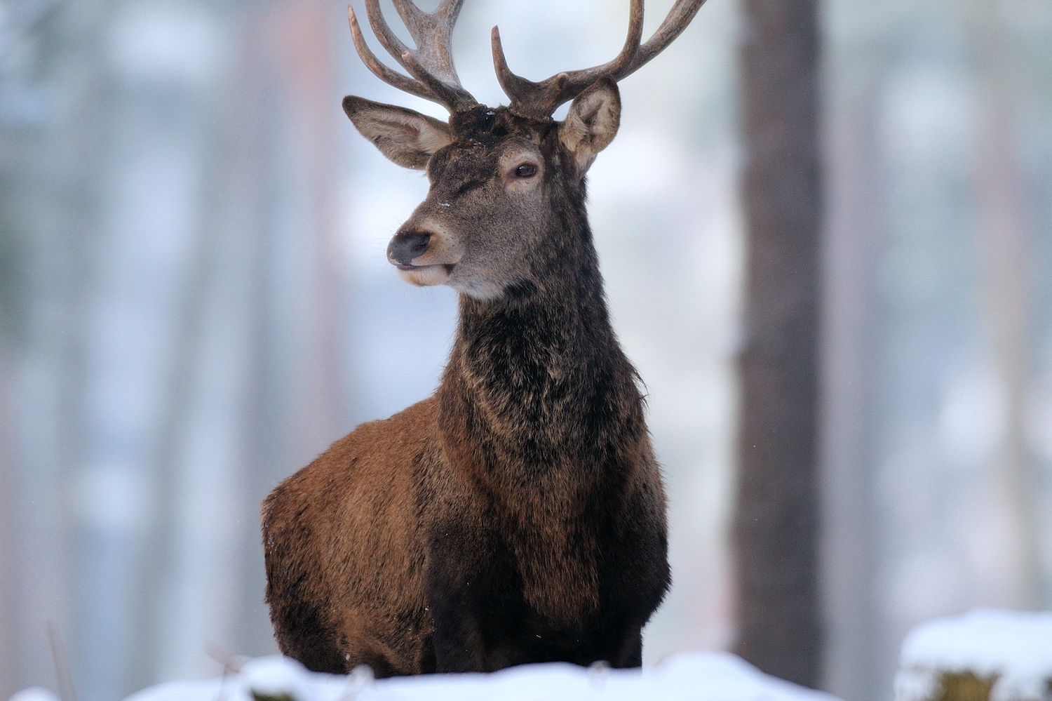 Snow Deer.png