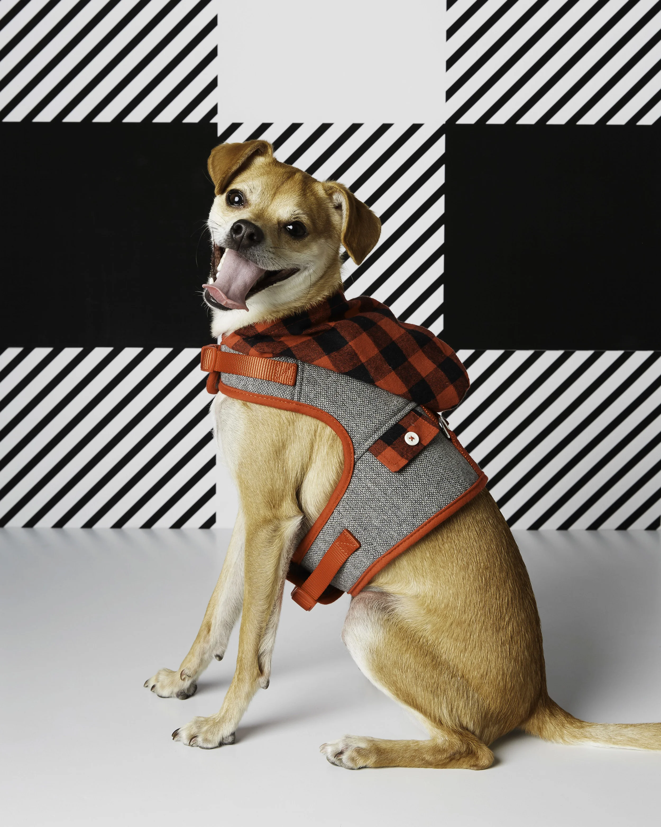 dogs-petsmart-fall-682-d113103.jpg