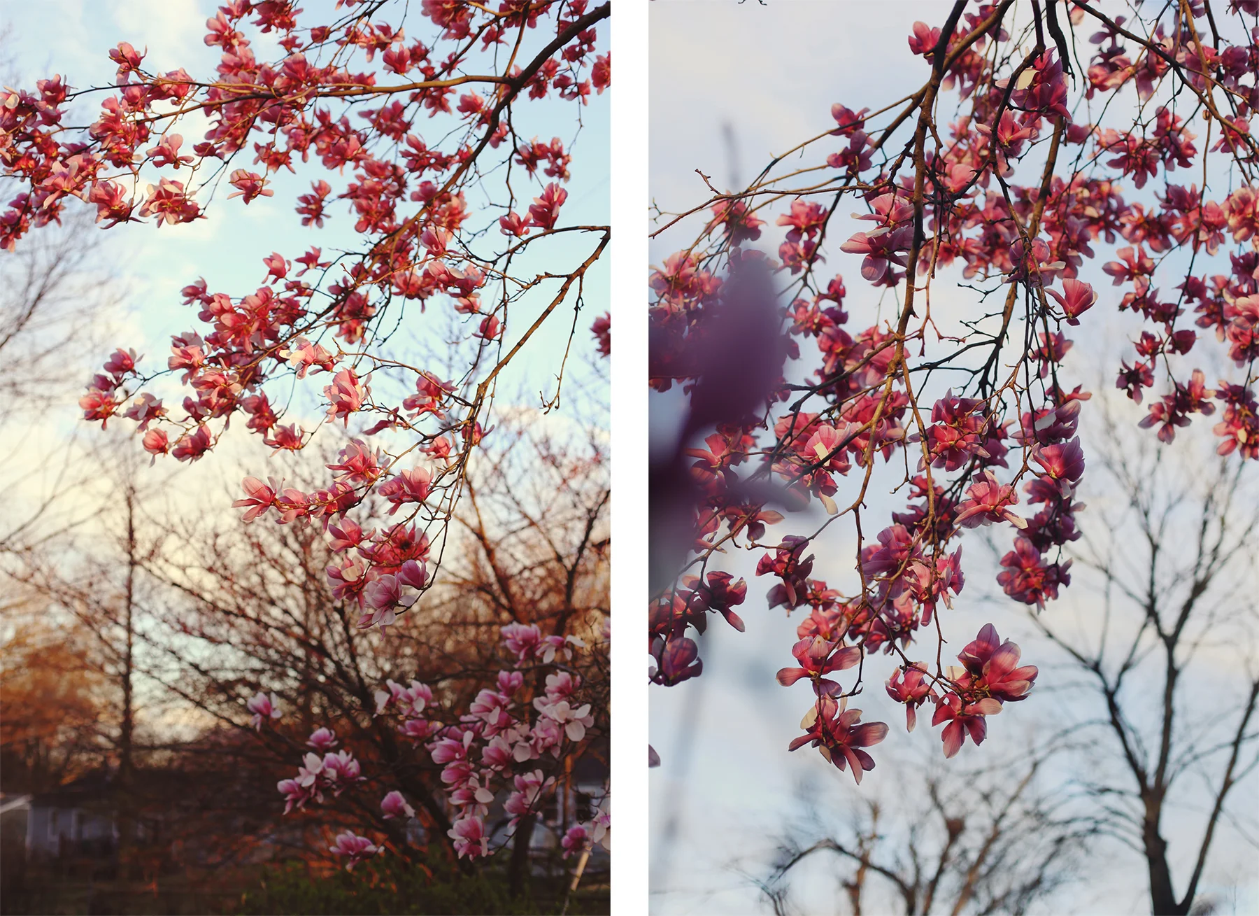 tuliptreedippy5.jpg