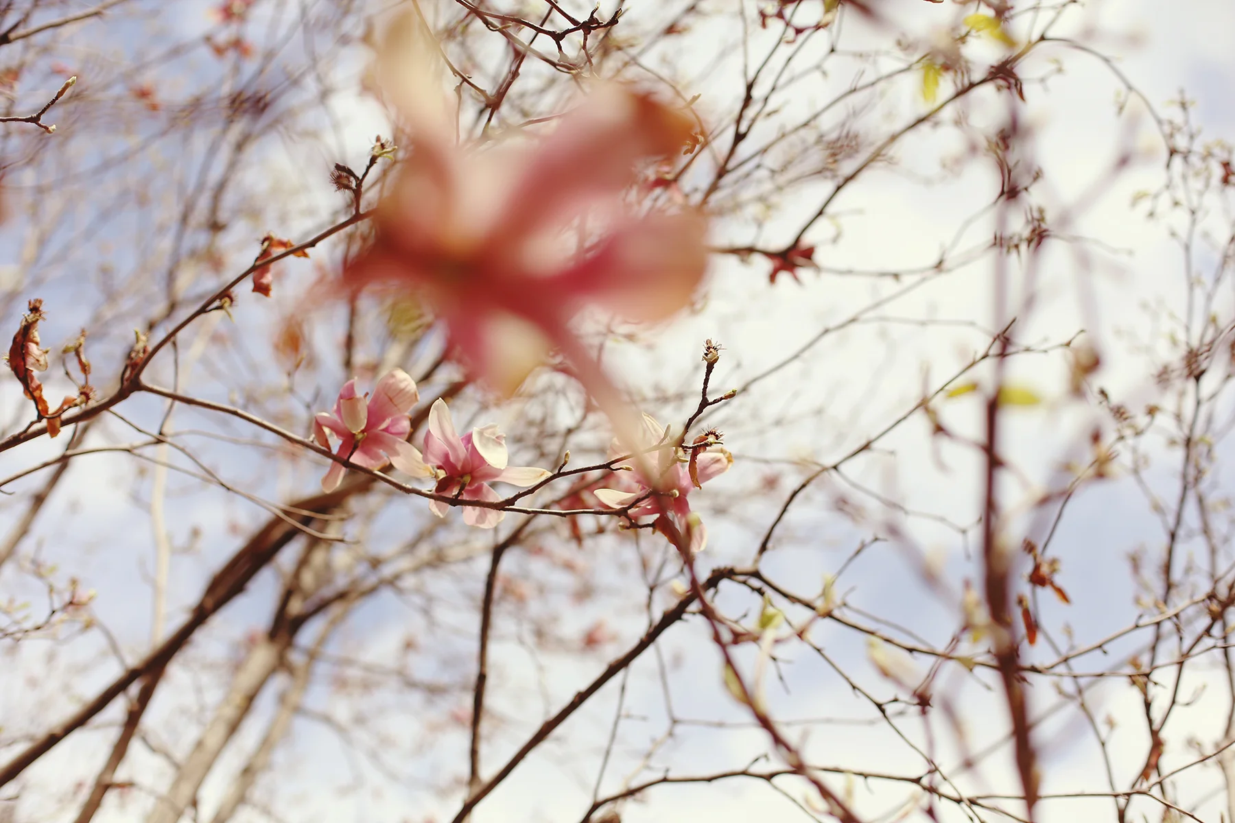 IMG_6964 copy.jpg