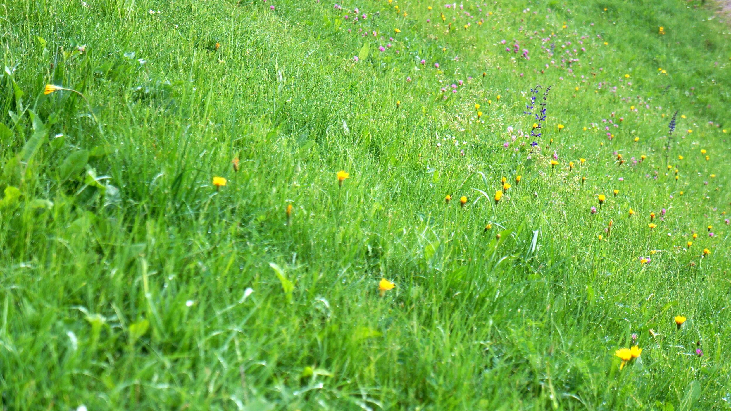 DSC07604.JPG