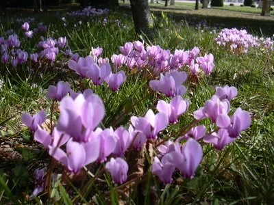 Cyclamens at the Chateau de Vendeuvre near Saint Pierre-sur-Dives