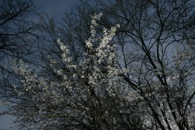First flowers of spring, Saint Martin de la Lieue