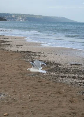Bird on the beach at Deauville