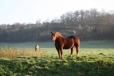 Country in the pays d'Auge with horse
