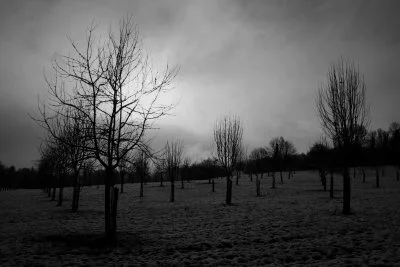 Apple trees in the snow near Lisieux