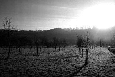 Apple trees near Lisieux