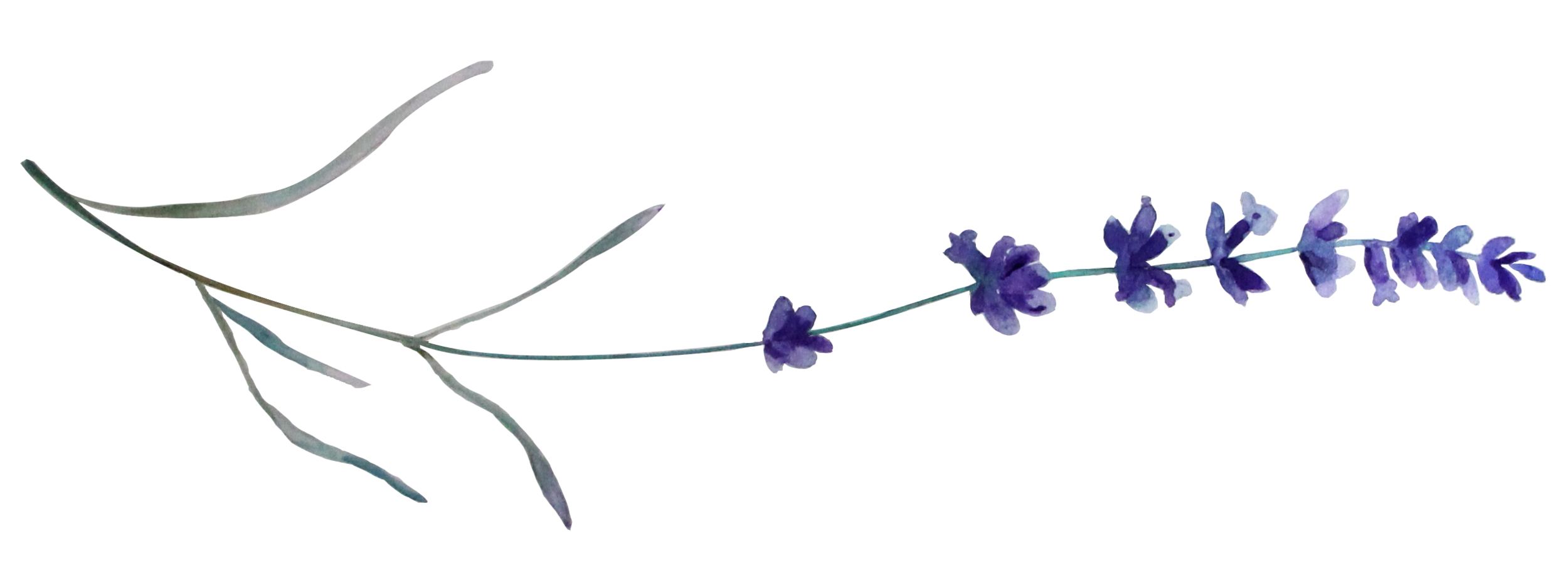 lavenderstem.png