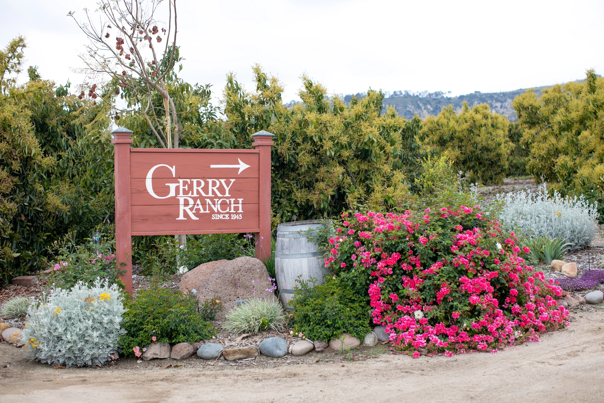 Lark_Lavender_Gerry_Ranch_001.jpg
