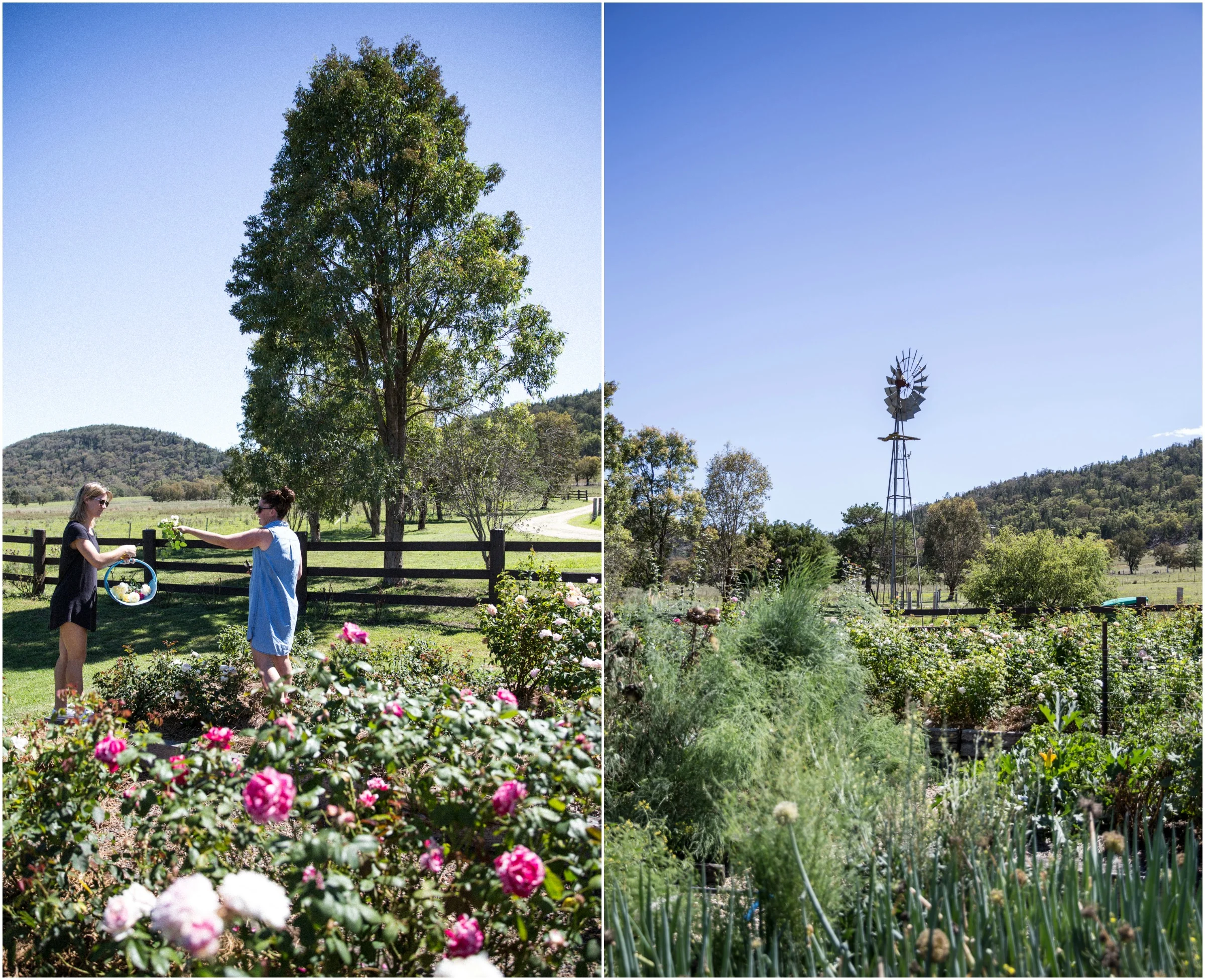 mudgee2PicMonkey Collage.jpg
