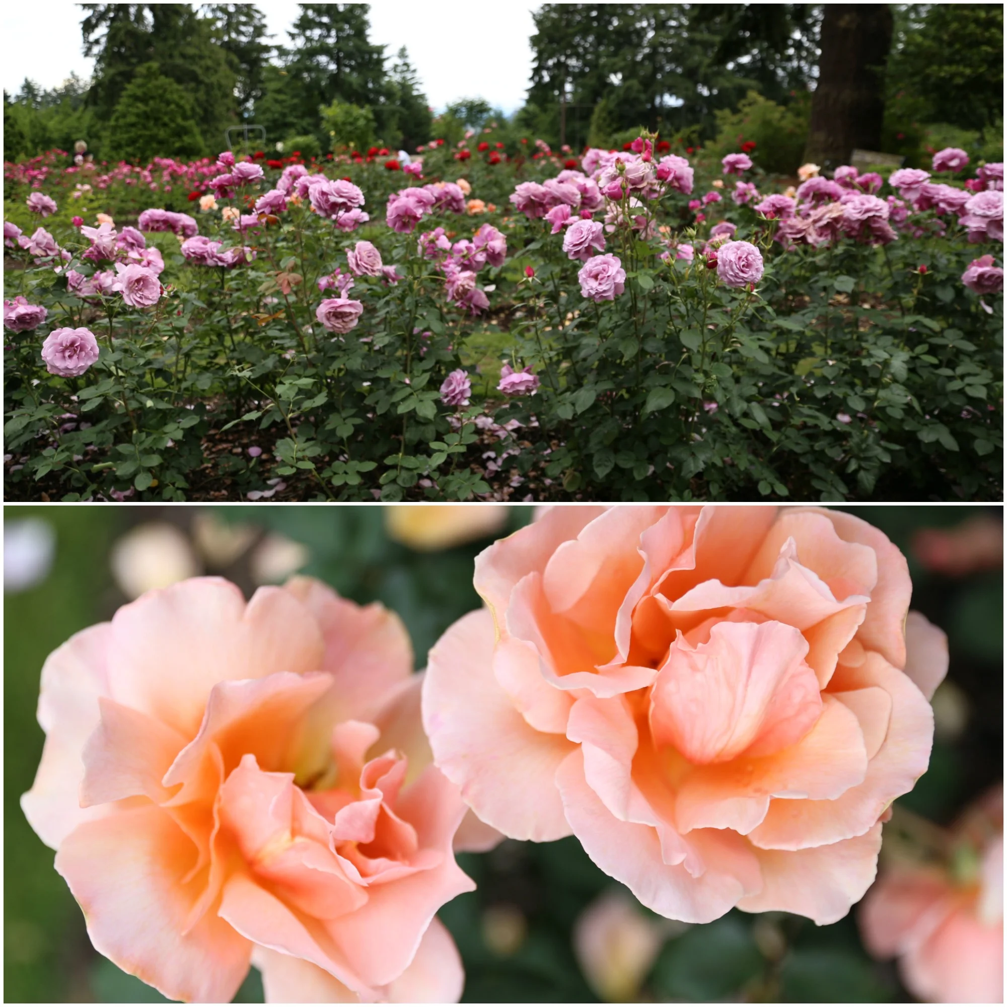 rosegarden11.jpg