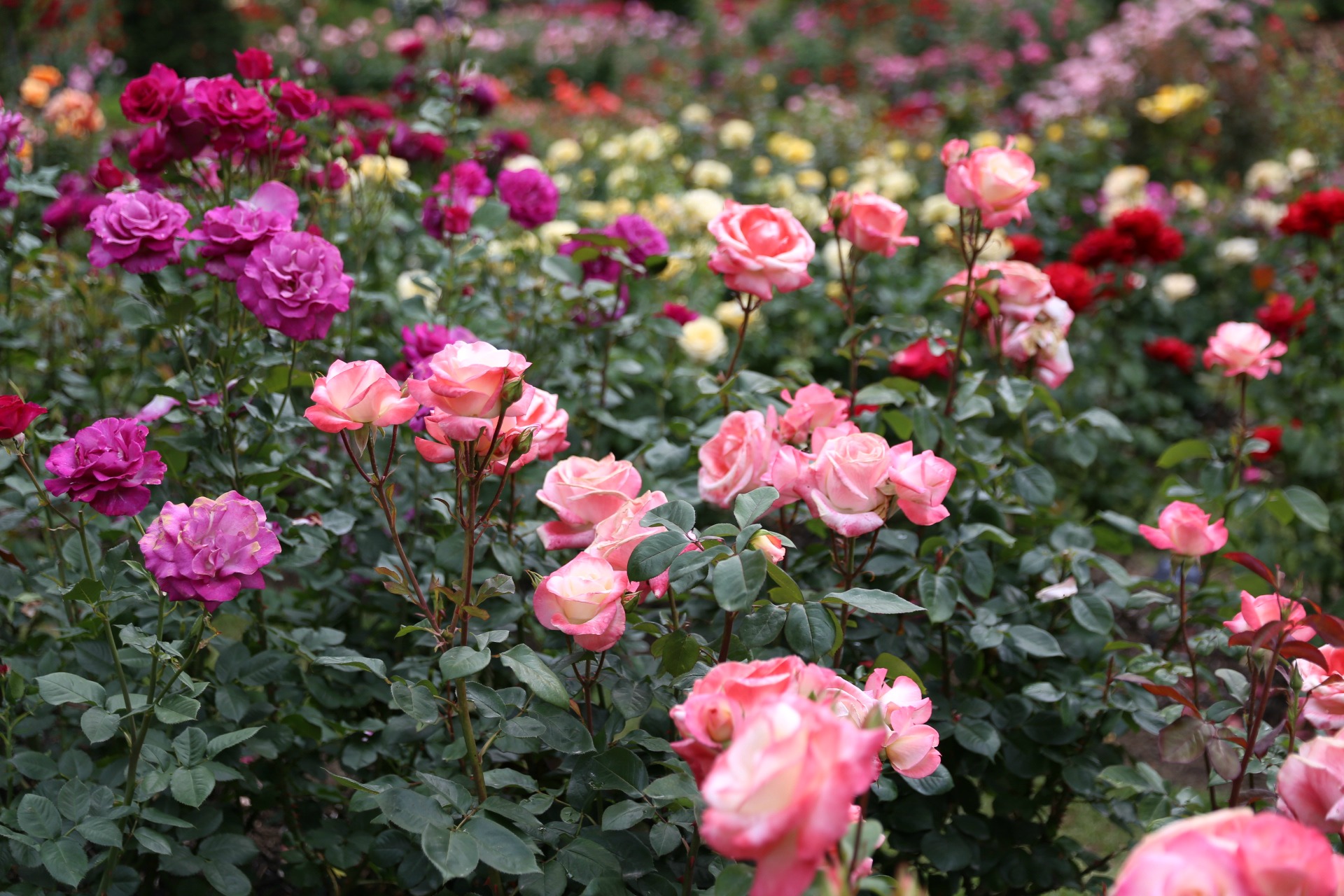 rosegarden13.jpg