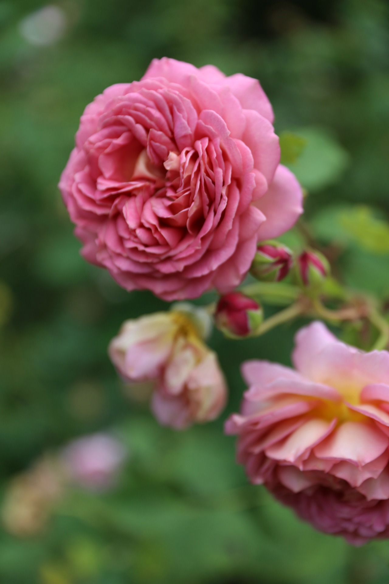 rosegarden17.jpg