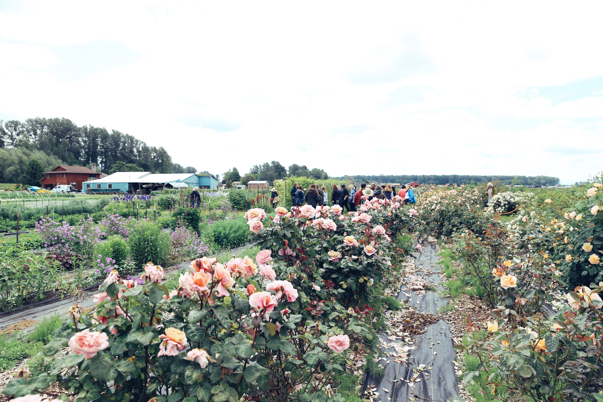 Oh Flora Travels, Floret 2017-11.jpg