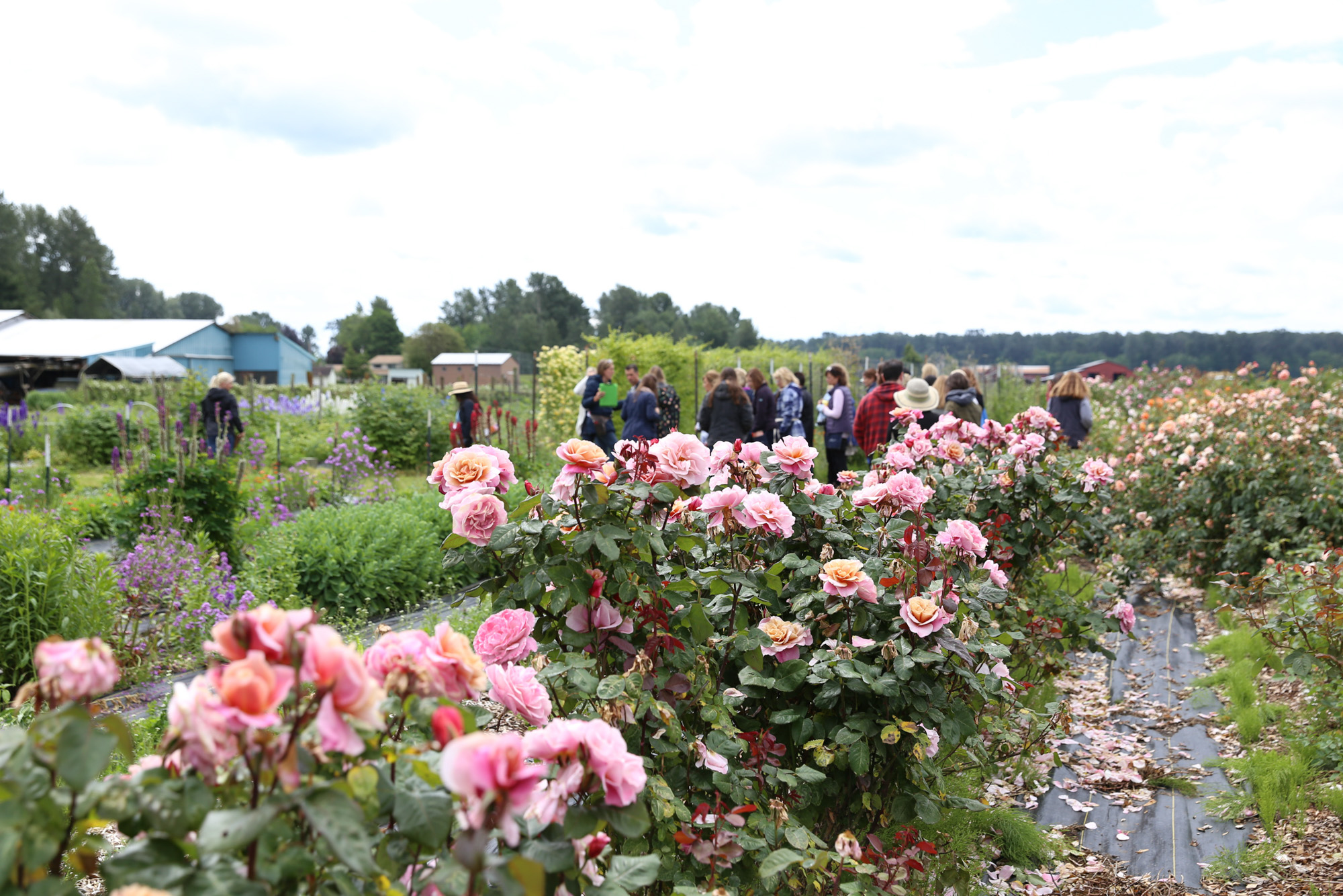 Oh Flora Travels, Floret 2017-12.jpg