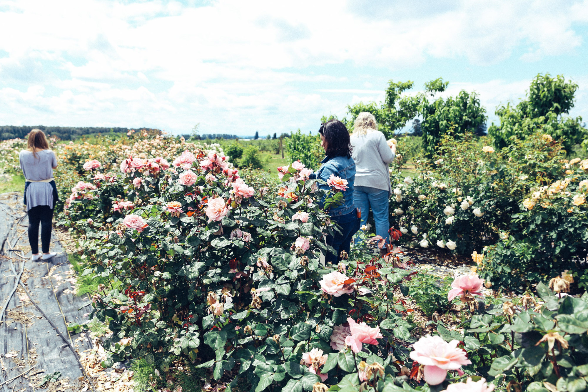Oh Flora Travels, Floret 2017-23.jpg