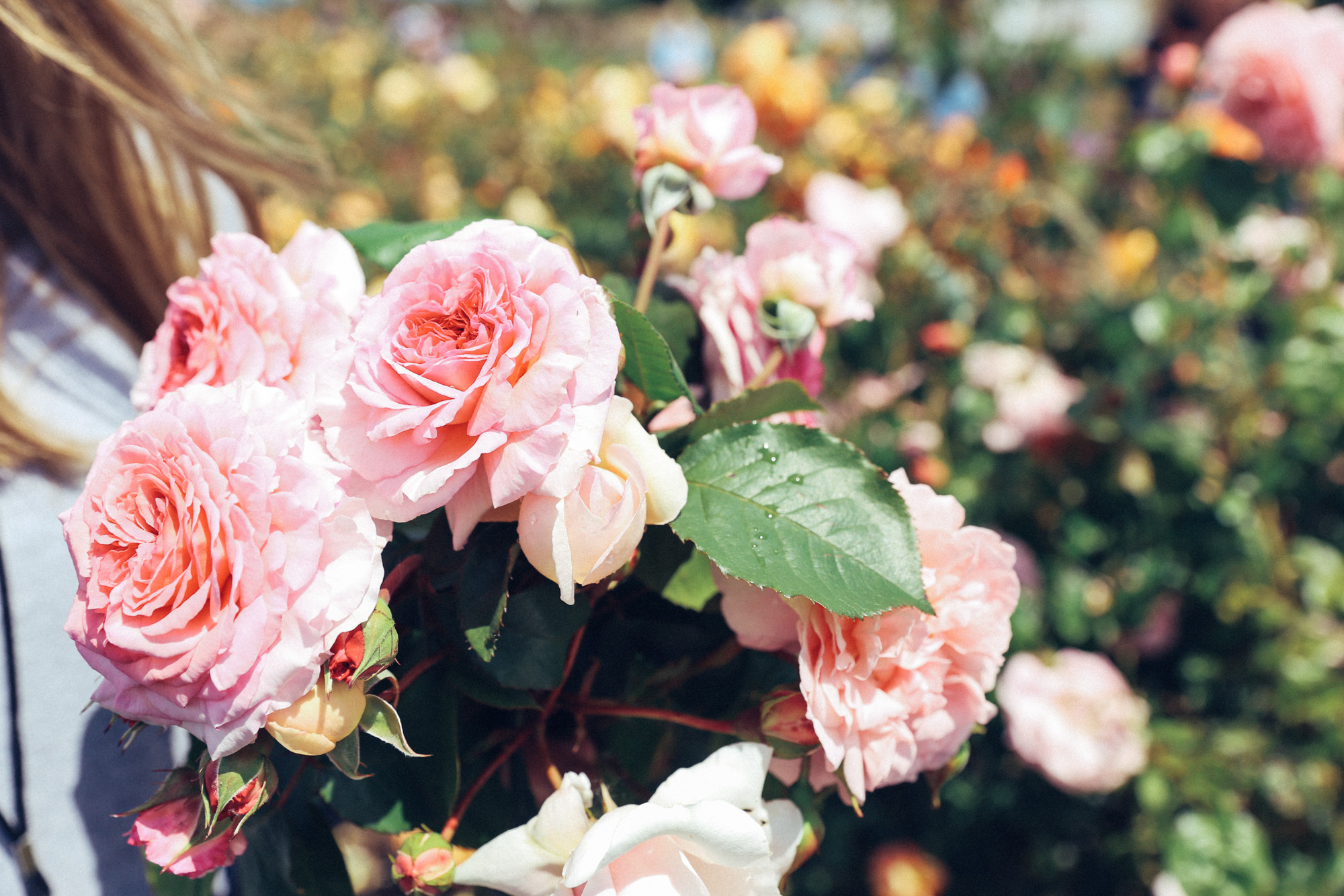 Oh Flora Travels, Floret 2017-32.jpg