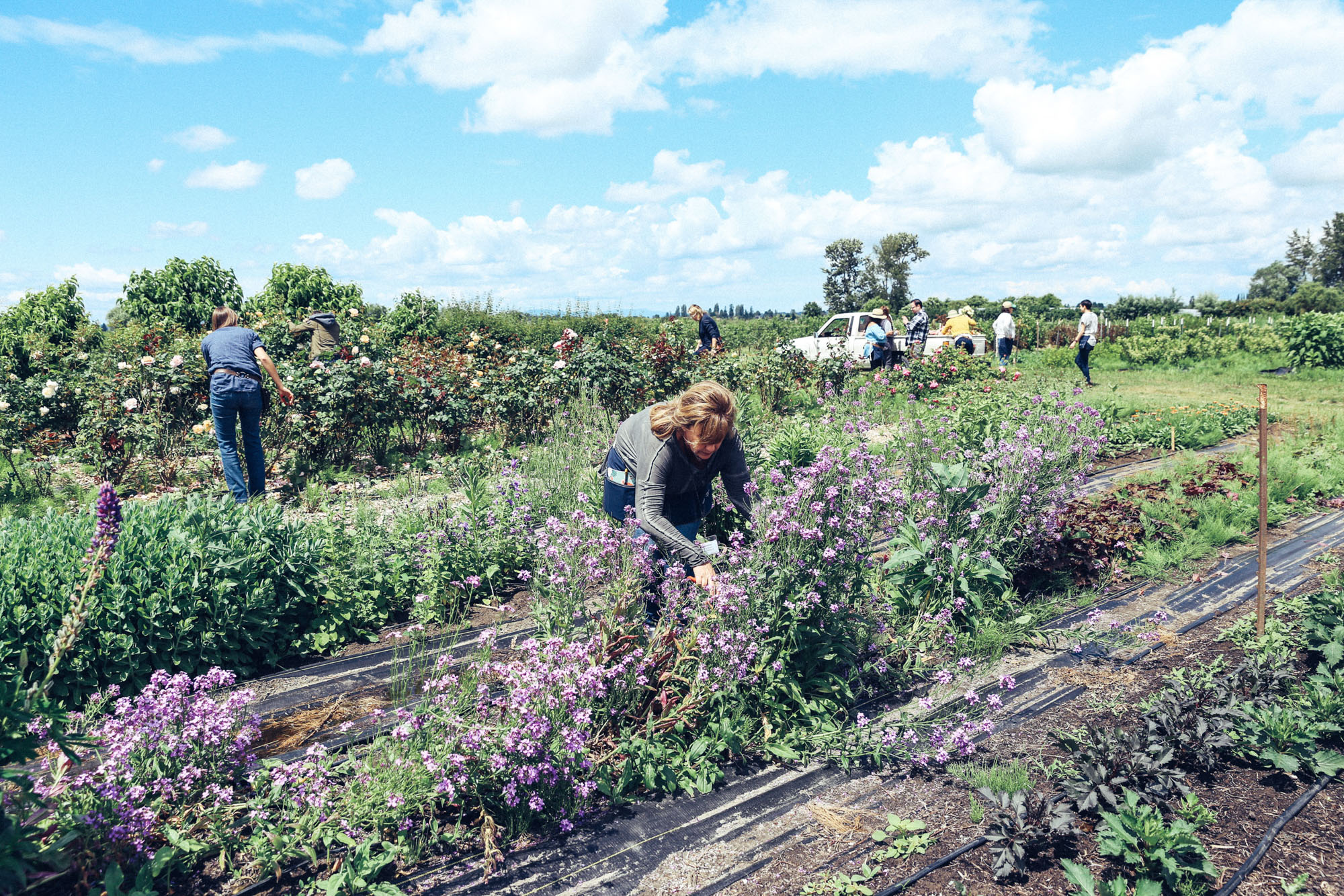 Oh Flora Travels, Floret 2017-52.jpg