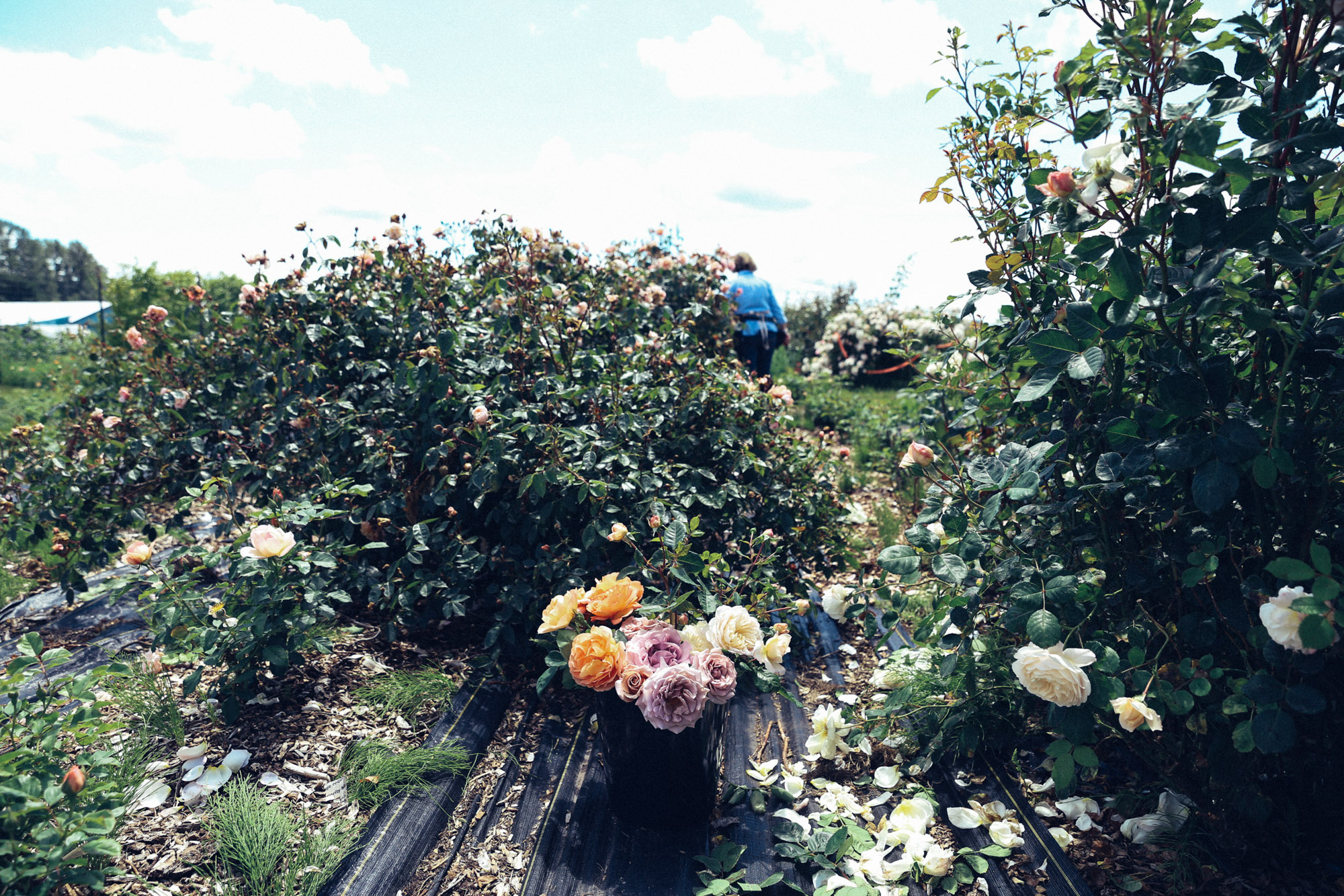 Oh Flora Travels, Floret 2017-57.jpg