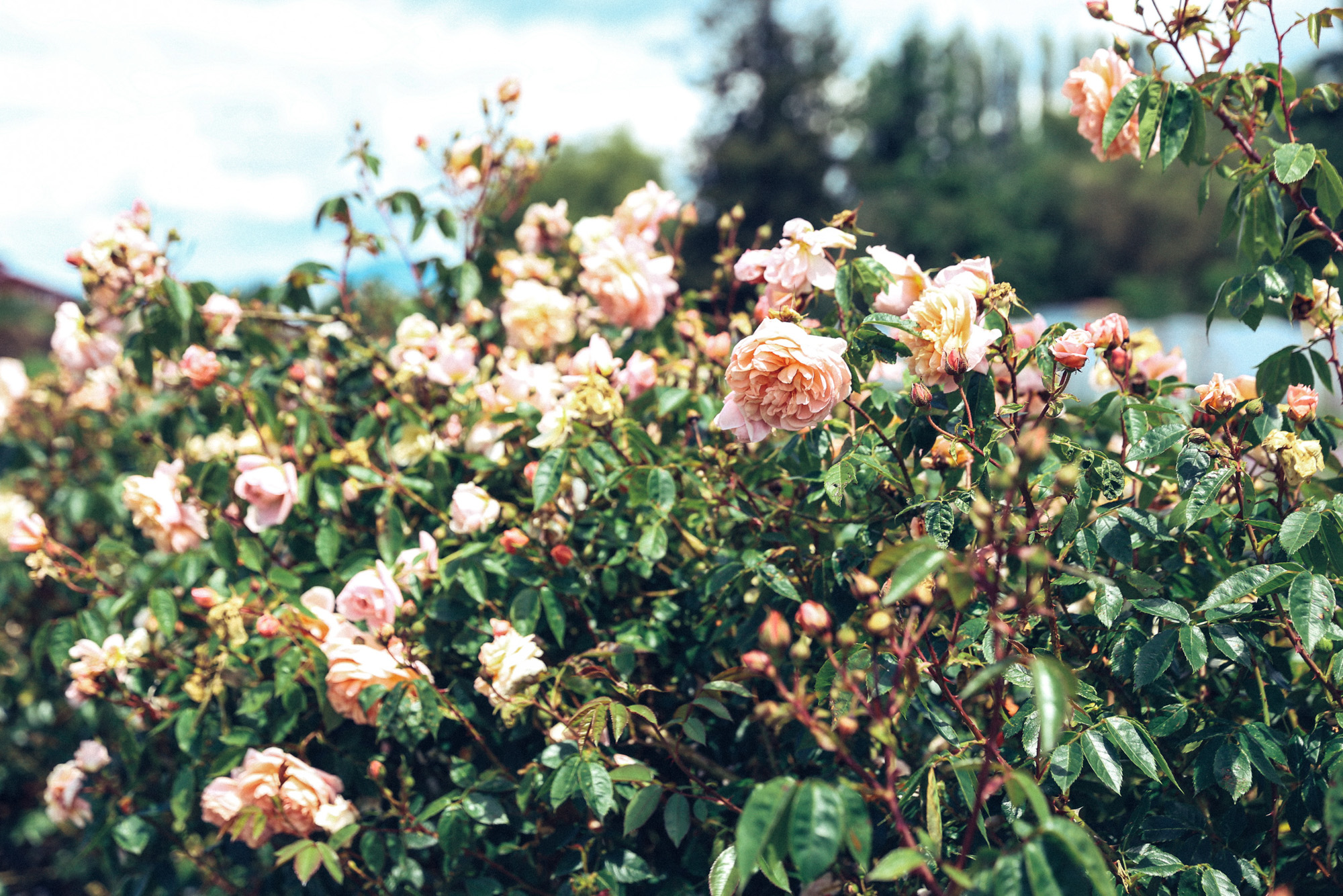 Oh Flora Travels, Floret 2017-60.jpg
