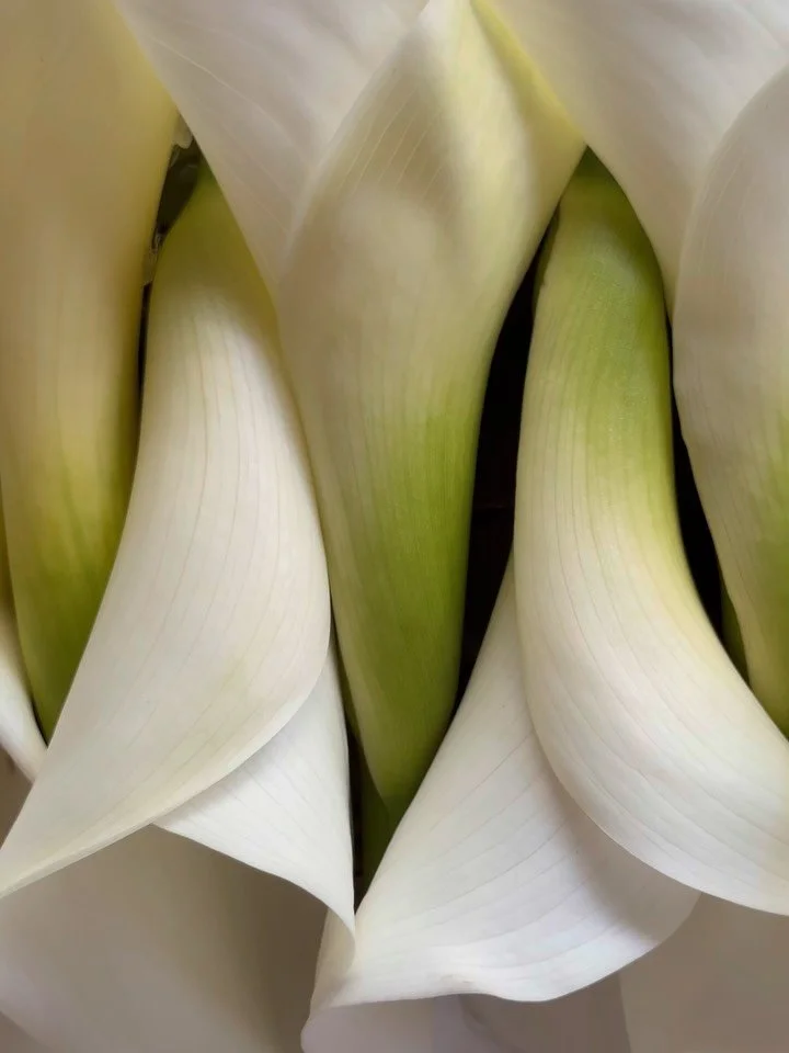 Bring your kids to work day, with @jamie_.green @sheiscamilla @isabellaelordi 
Last video of me prototyping the lilies at 10:30pm after putting the boys to bed 🙃
Not pictured: trying to entertain a 4 year for a few hours… rock throwing, sna
