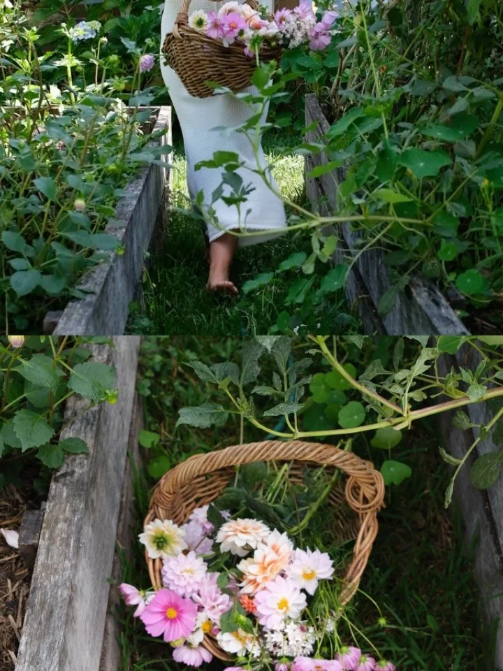 Mid autumn in Australia always feels like what the rest of the world is talking about when they say &ldquo;late summer&rdquo; &mdash; the most homely place there could be in the seasons for me.

Dahlias, cosmos, lots of herbs, tomatoes, chilies, and 