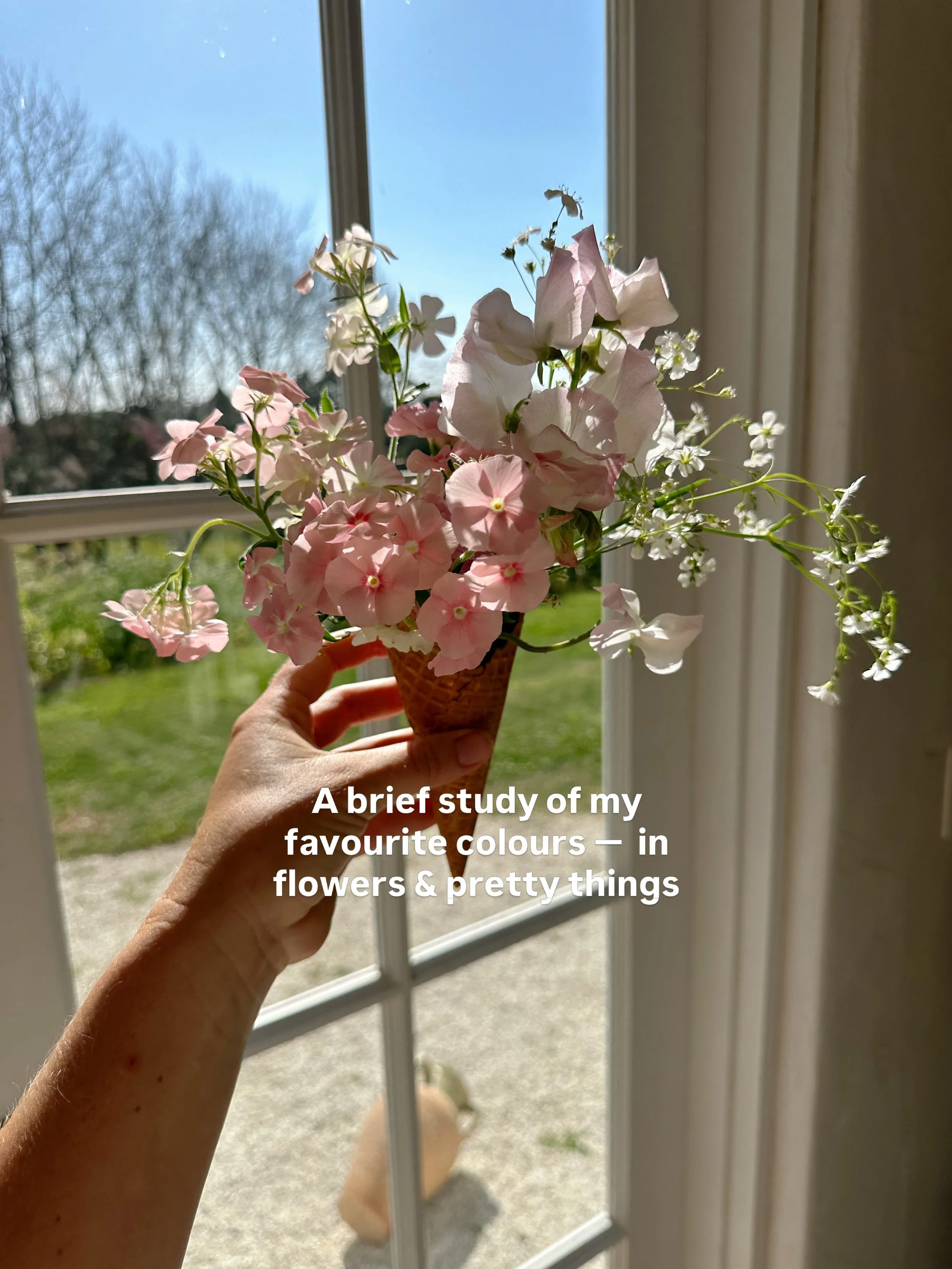 A brief study of my favourite colours in flowers &amp; other pretty things 

1. Flower cone for a photoshop 
2. Silky @spell for aperitivo club 
3. Our welcome dinner location in Tuscany for the Oh Flora Retreat 
4. Flowering coriander &amp; sleeping