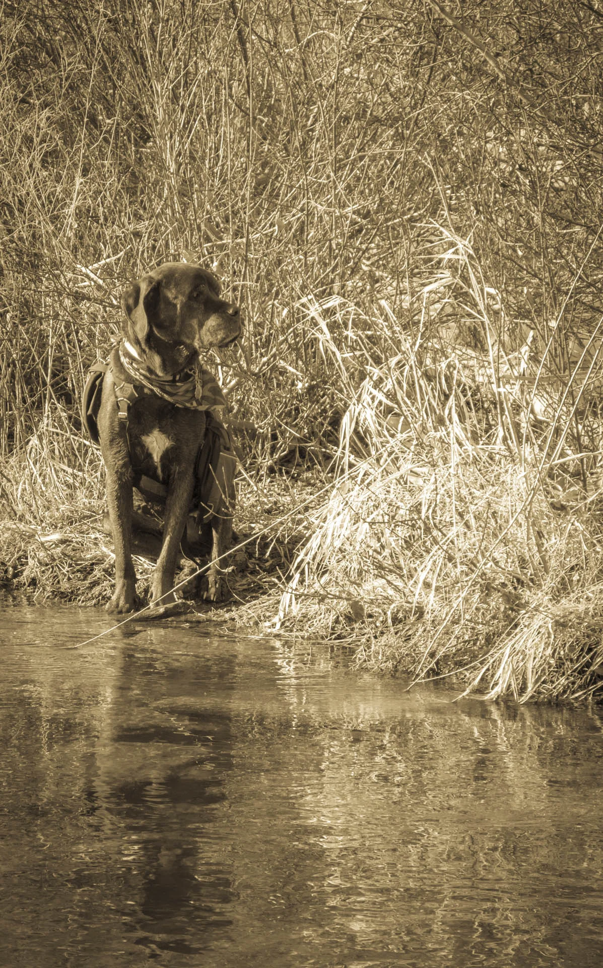 Marley-2-2.jpg