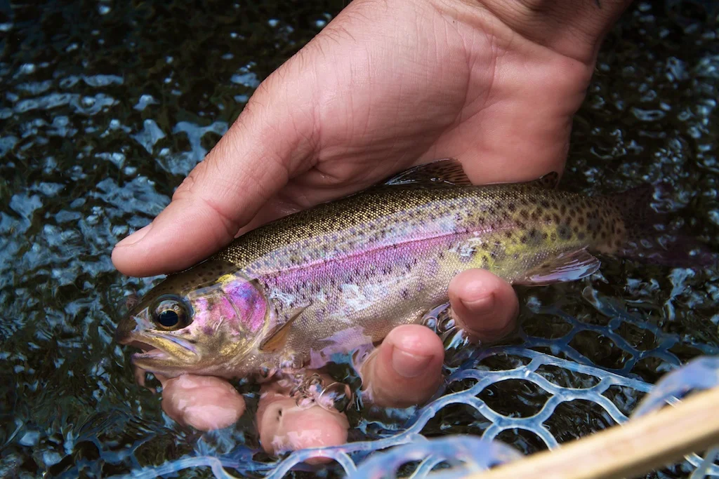 Wham! This fellow hit my dry just as it touched down. This is one of the most beautiful fish I have ever caught.