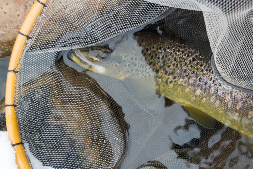 provo brown 1-18-14.jpg