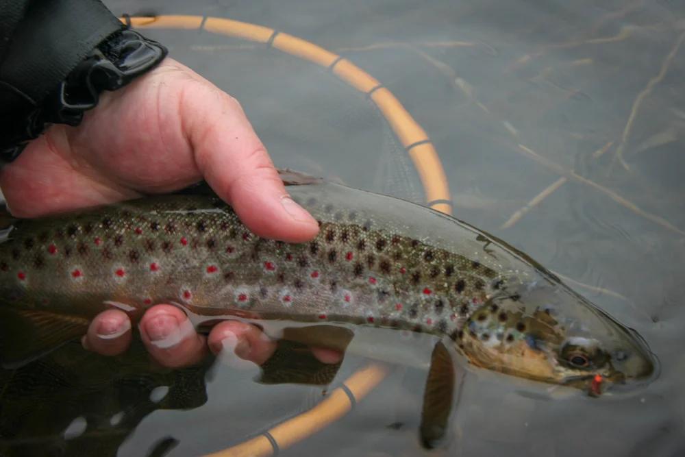 efishes-16.jpg