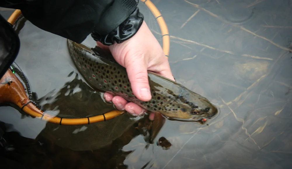 efishes-17.jpg
