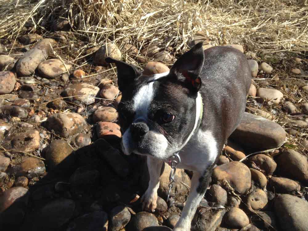 Lola tagged along but would rather sniff out creatures in their hidey holes than get her feet wet.