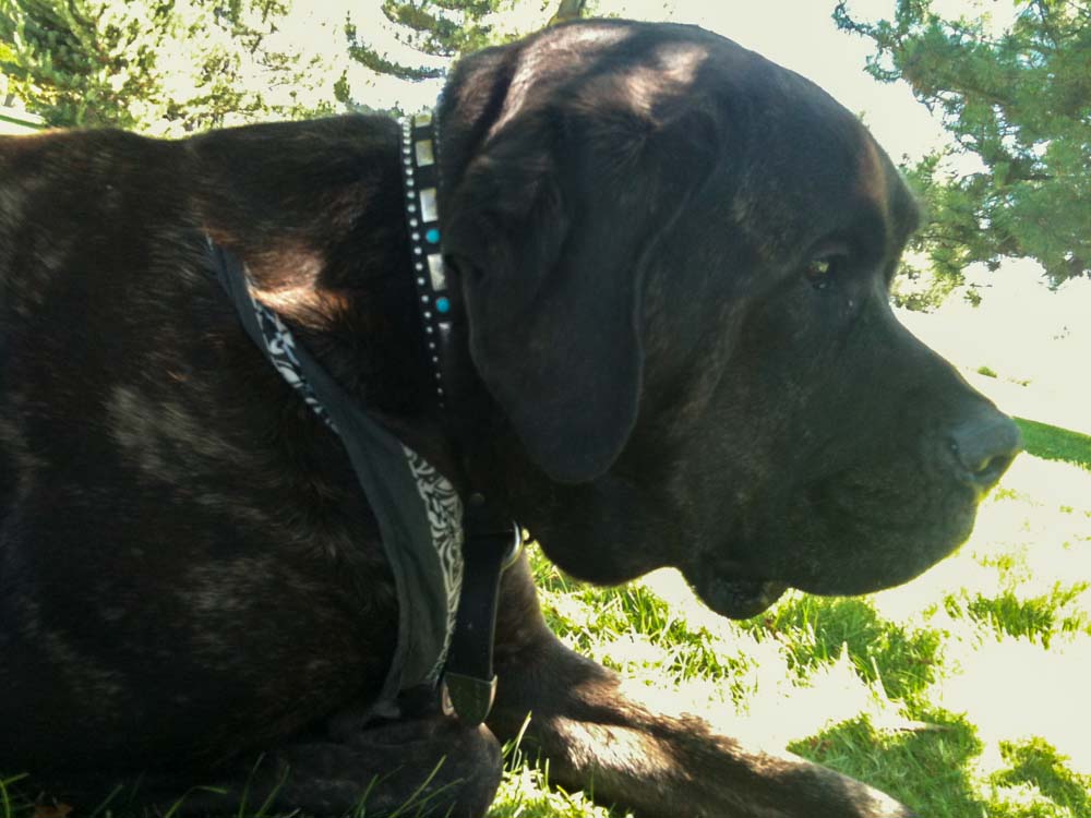 Marley