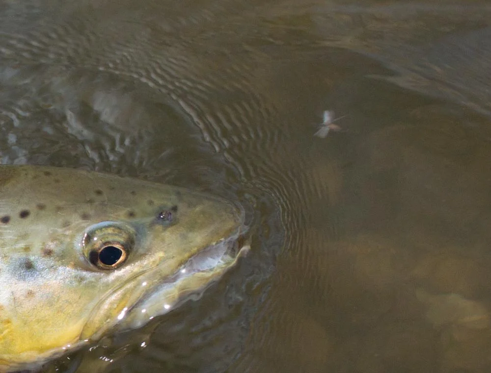 We hooked a few on dries with the Ito. The long 14' 7 inch reach allowed us to fish the opposite bank without alerting fish.