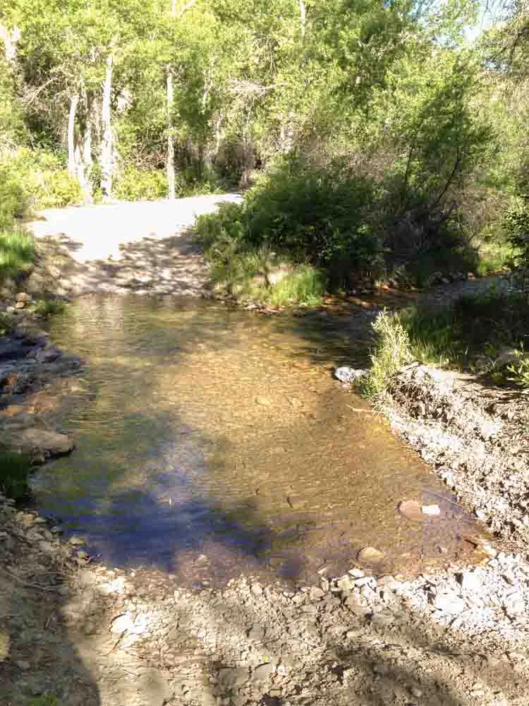 We didn't see any fish until we waded up another 100 feet from the first water crossing.