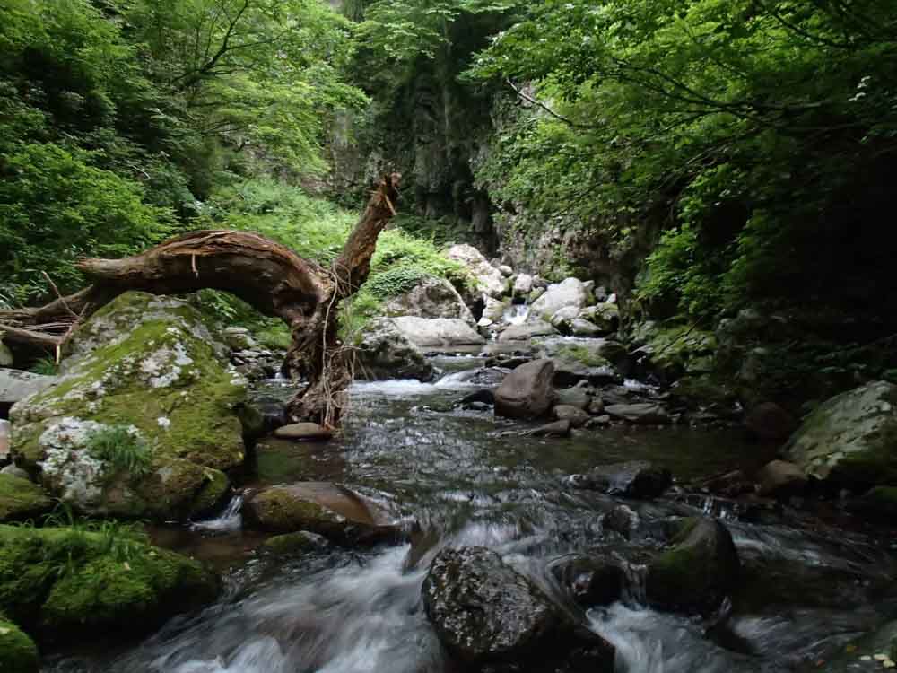 Down the main current seam you'll find Amago and Yamame (middle). Iwana would sit tucked under rocks in the slowest of slow slack water (Right and Left)