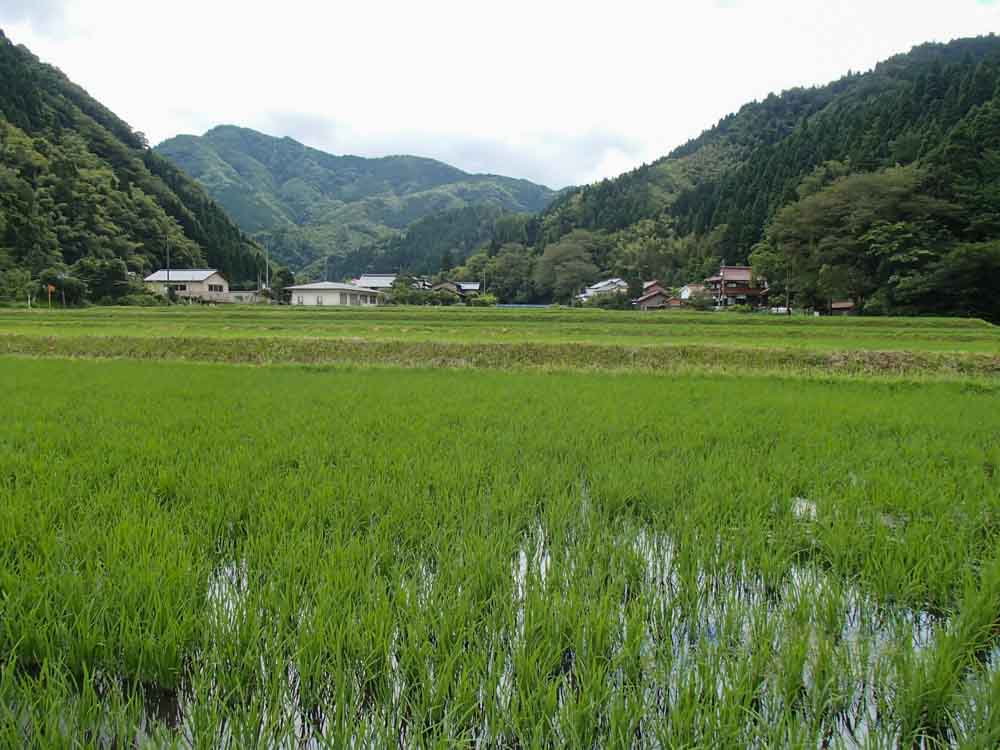 Sake rice fields for a more meditative fishing experience