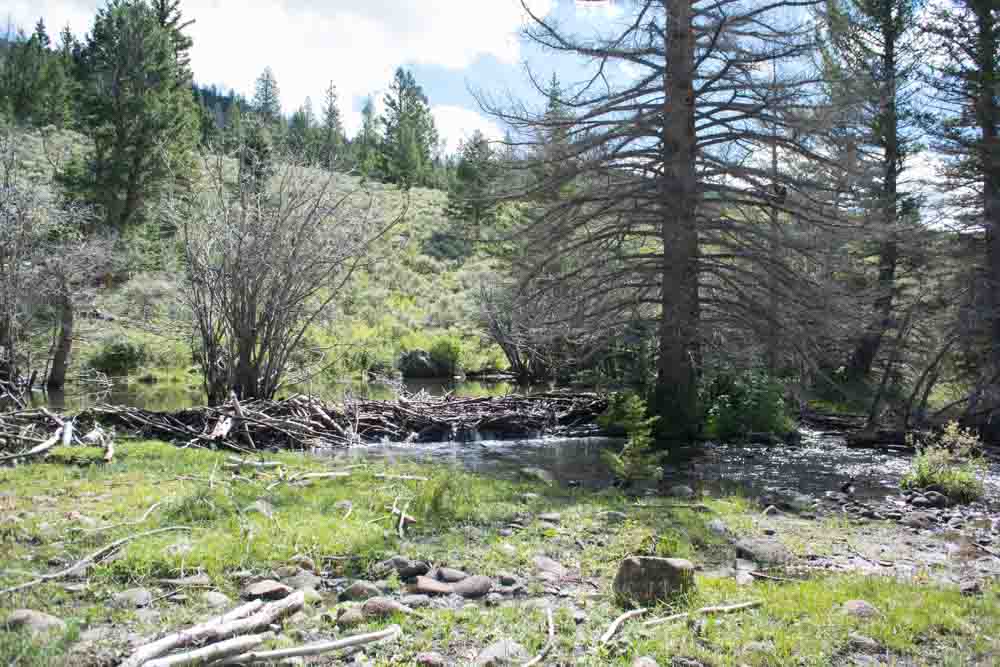 Beaver ponds