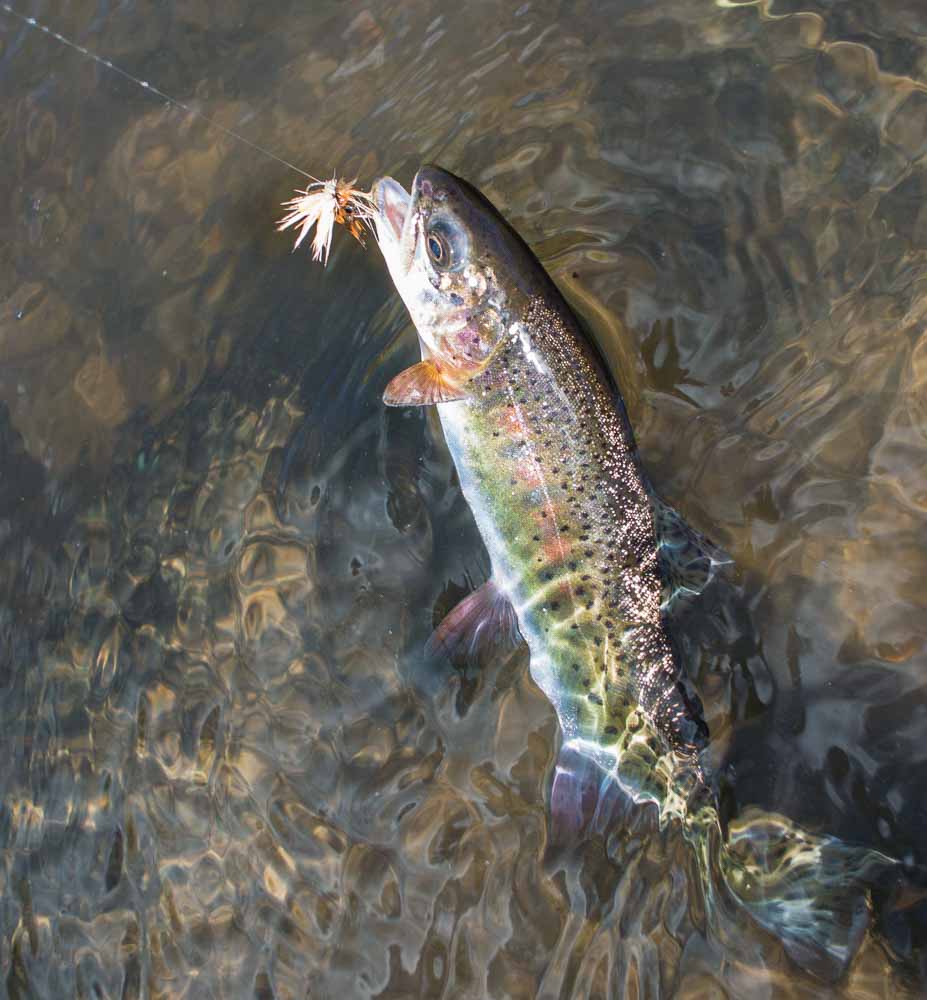 Pretty bonneville cutthroat fell for an elk hair
