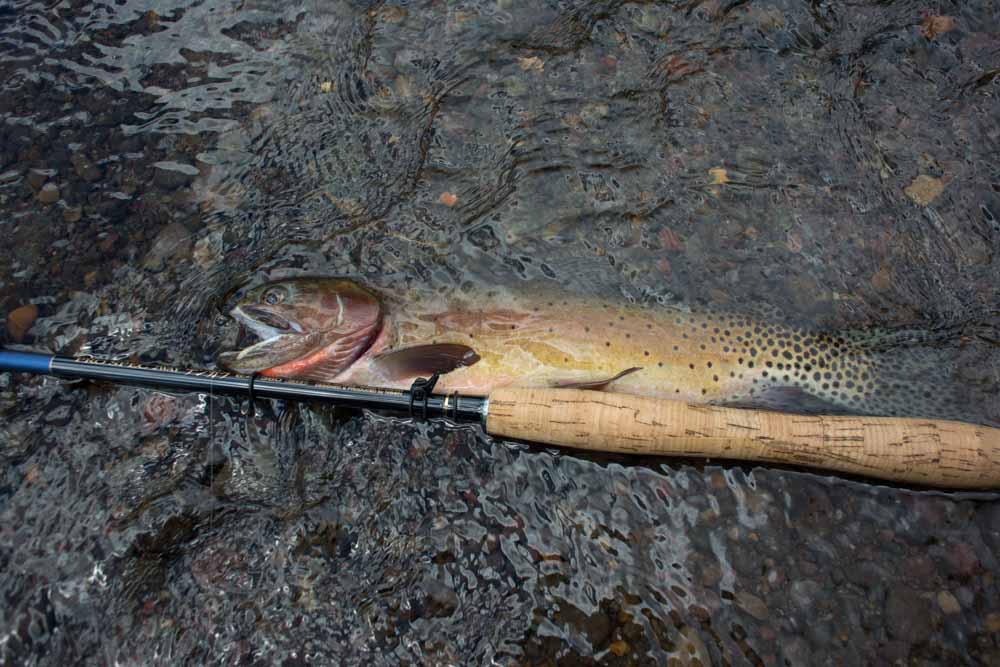Over 14ers can be found in the deeper pools and under thick cover.
