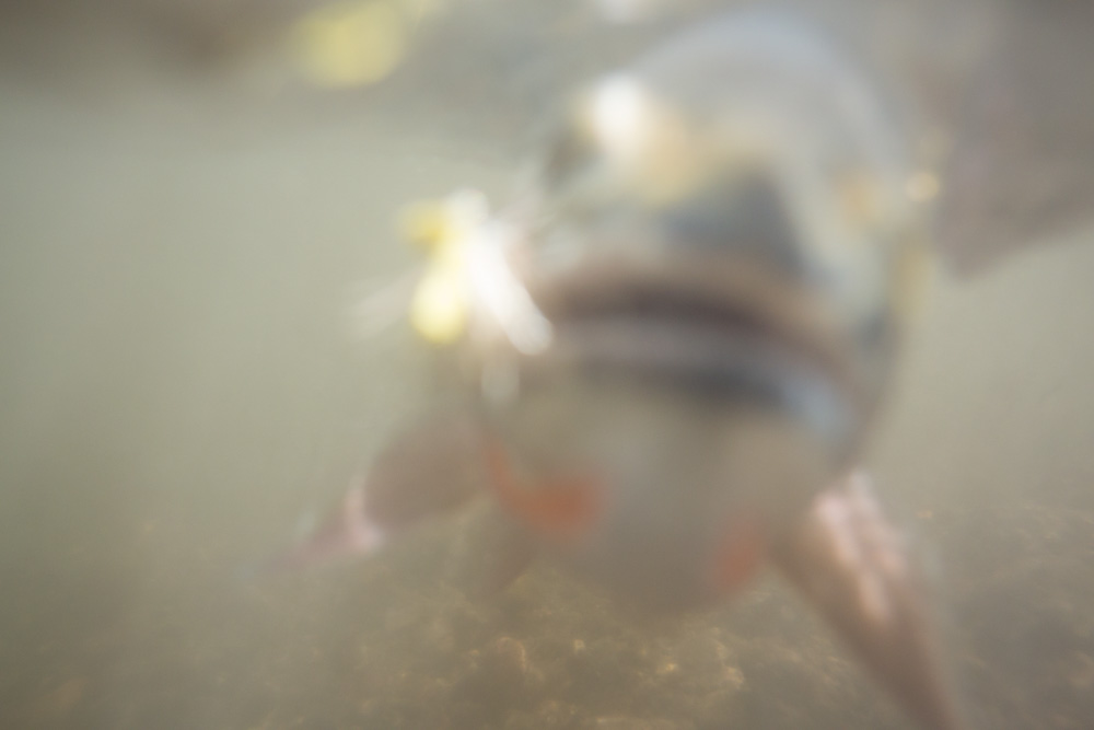 Gotcha!