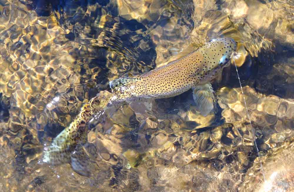 There are some gorgeous wild fish in the high country
