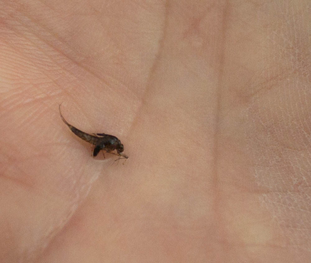 size 18 - think a small rainbow warrior, a pheasant tail or small kebari