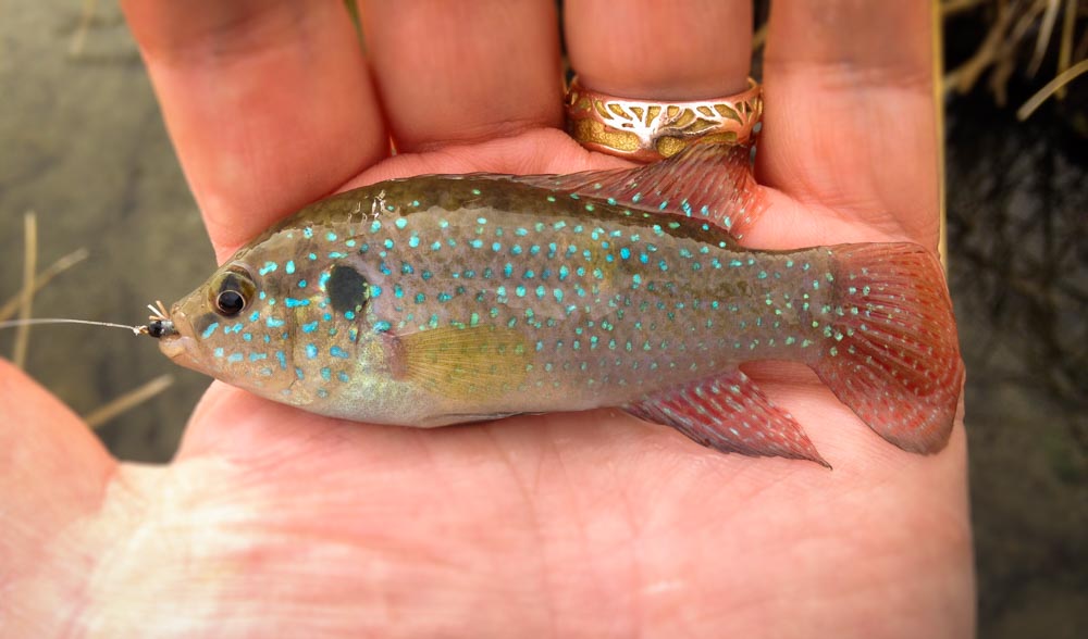 A jewel cichlid